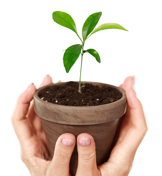 Hands holding a small pot with a young plant